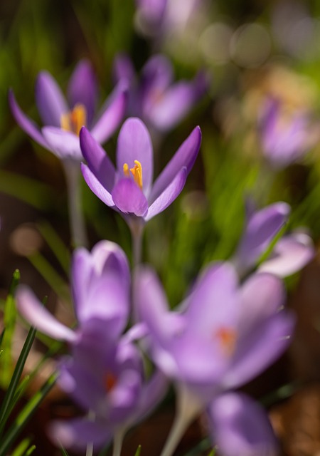 Free Crocus Flower Background photo and picture