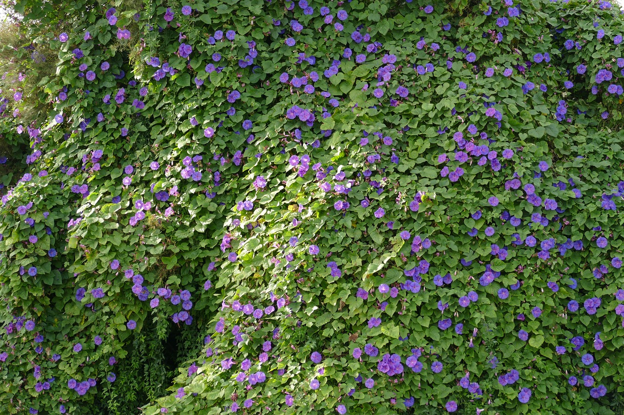 Efeu Ide Pflanze - Kostenloses Foto auf Pixabay