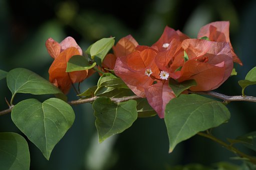 Free Nature Flower photo and picture