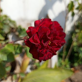 Free Rose Spring photo and picture
