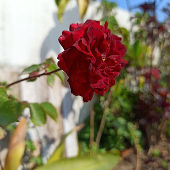 Free Rose Beautiful Flowers photo and picture