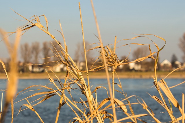 Free Nature Grass photo and picture