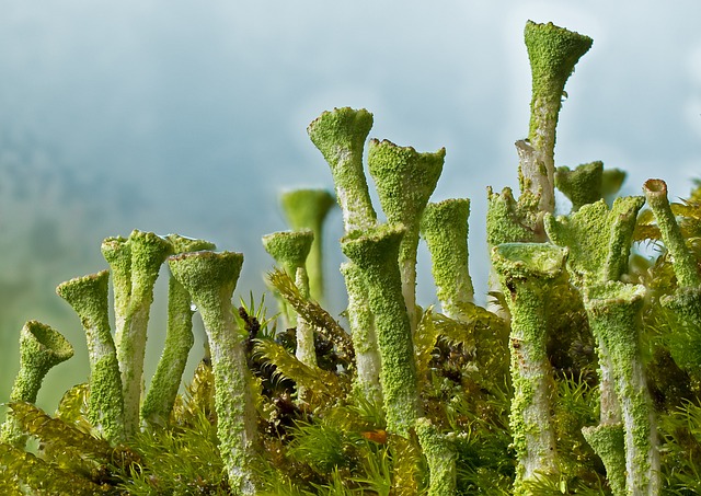 trumpet lichen, lichen, moss, macro shot, green, deadwood, lichen, lichen, lichen, lichen, lichen