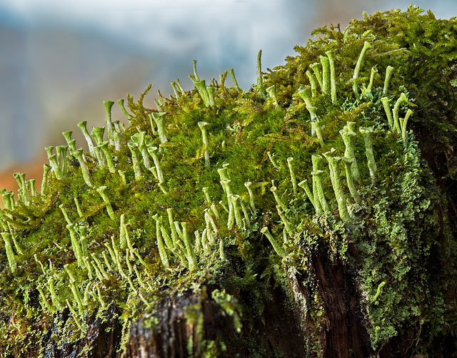 trumpet lichen, lichen, moss, macro shot, green, deadwood, lichen, lichen, lichen, lichen, lichen