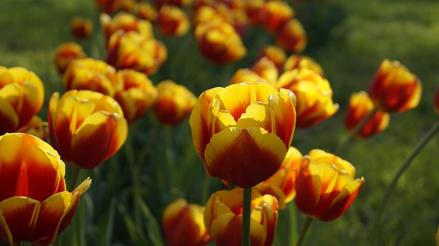 Free Tulip Flowers photo and picture