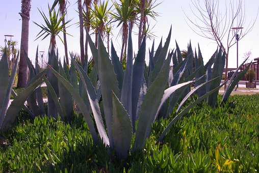 Free Aloevera Plant photo and picture