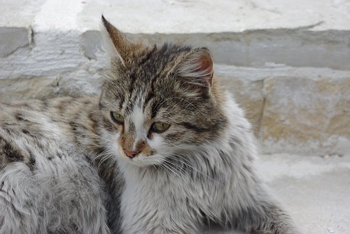 Free Cat Domestic Animal photo and picture