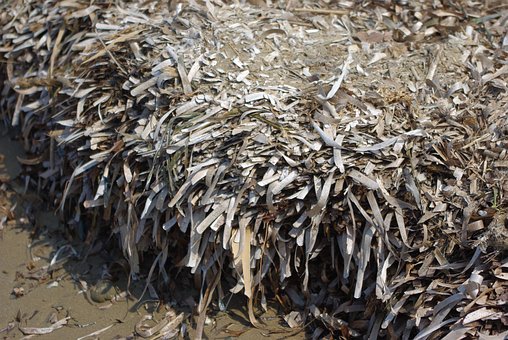 Free Reed Seagrass photo and picture