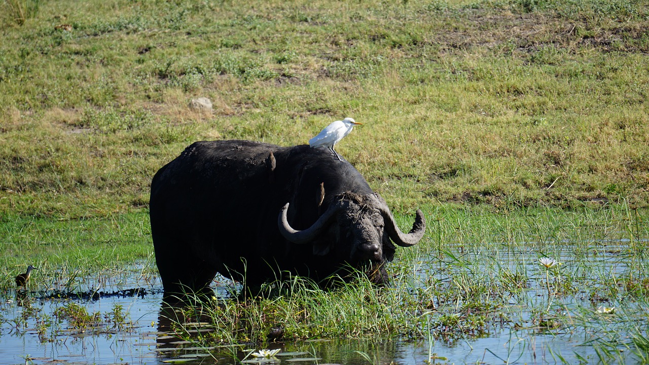 Water Buffalo - free online jigsaw puzzle photo