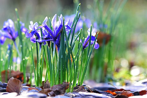 Nettled Iris, Hoa Mùa Xuân, Nhà Máy