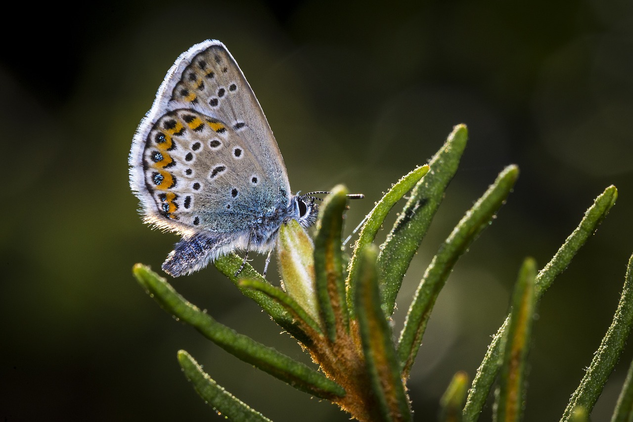 Common Blue - free online jigsaw puzzle photo