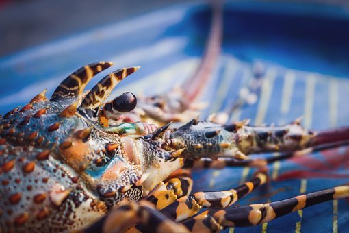 Free Lobster Fish photo and picture