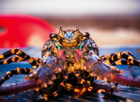Free Lobster Fish photo and picture