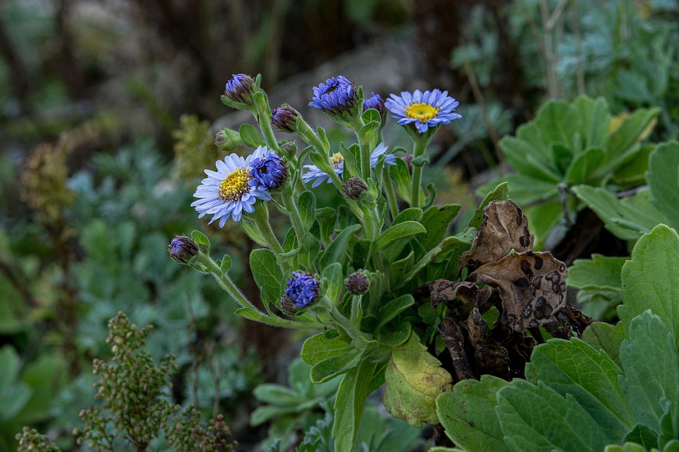 ビーチ野生の花 野生 海 Pixabayの無料写真