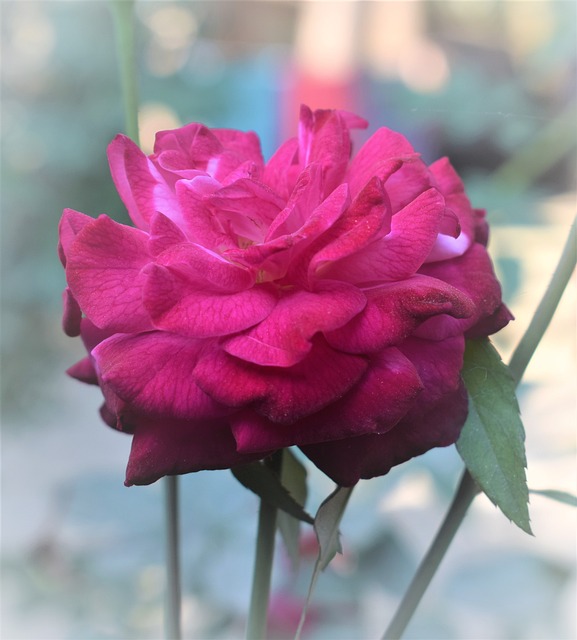 Free Rose Flower photo and picture