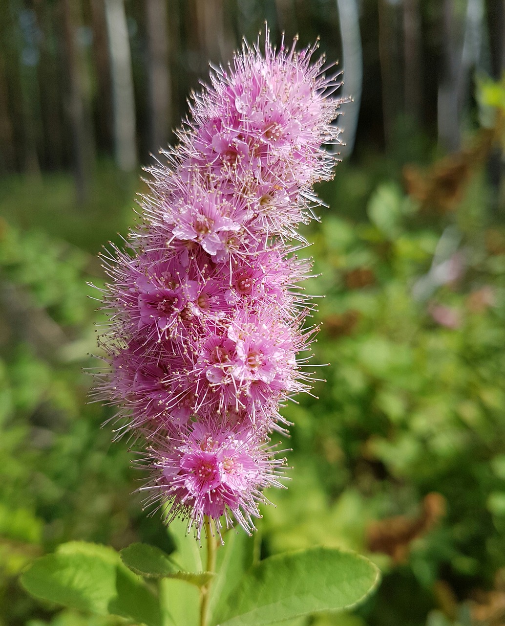 Blossomia