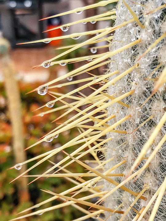 Cactus Drops Rain Free photo on Pixabay Pixabay