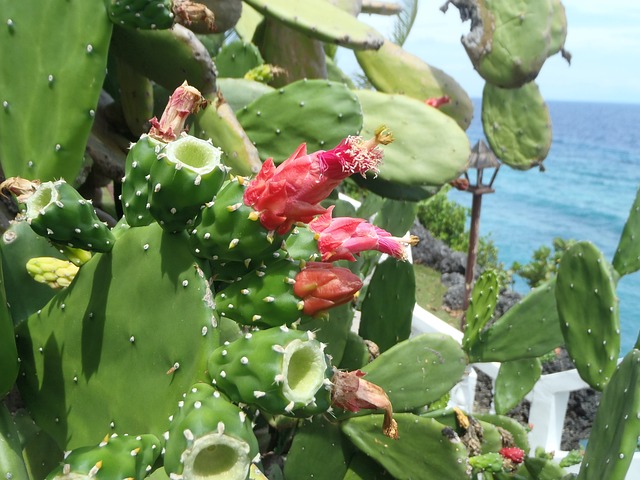 Free Cactus Blossom photo and picture
