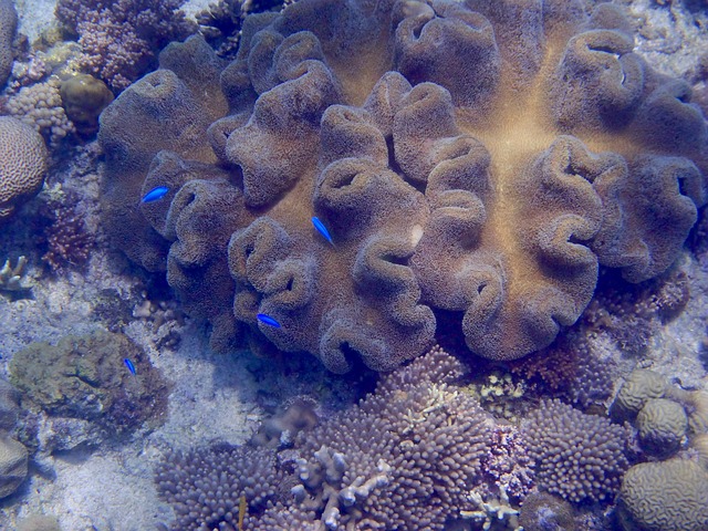Free Underwater Corals photo and picture