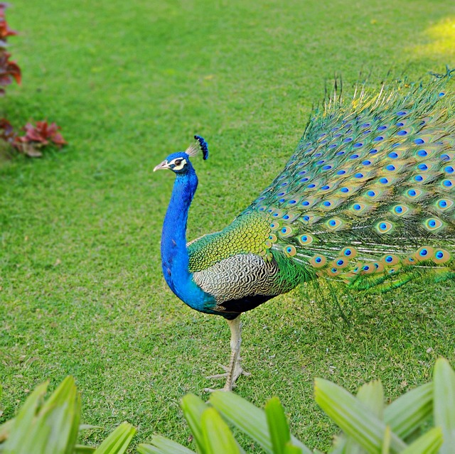 Pavão, Pássaro, Colorido, Vibrante