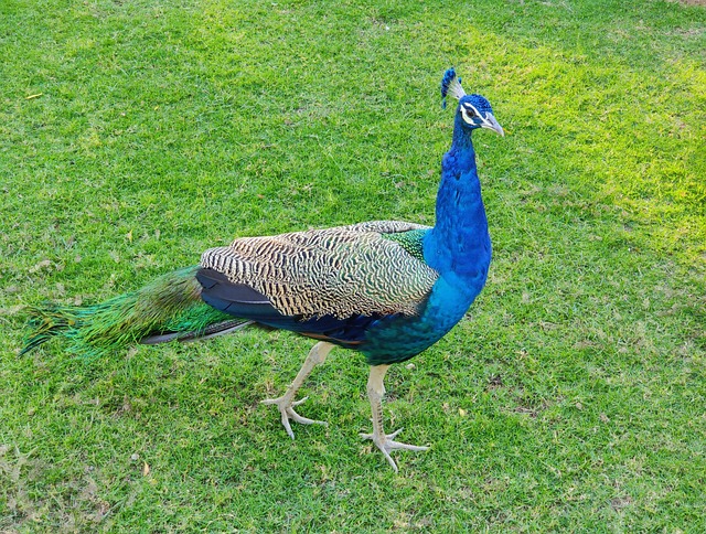 Pavão, Pássaro, Colorido, Vibrante