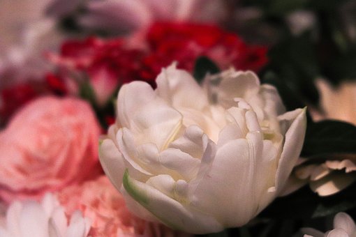 Flor, Rosas, Feliz Cumpleaños, Amor