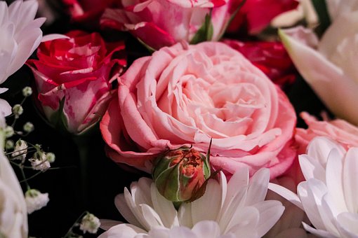 Flor, Rosas, Amor, Bloom, Naturaleza