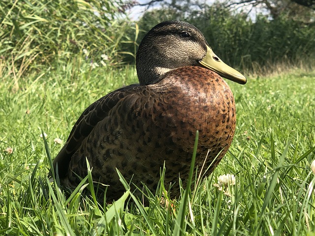 Pato, Animal, Pájaro, Naturaleza