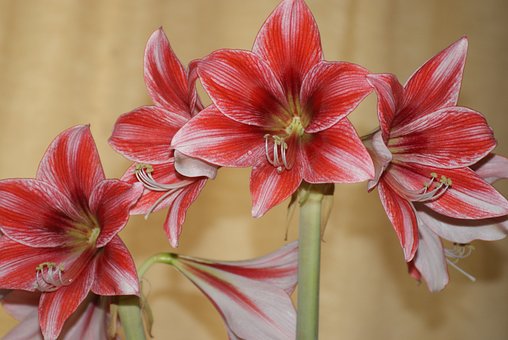 Free Flowers Petals photo and picture