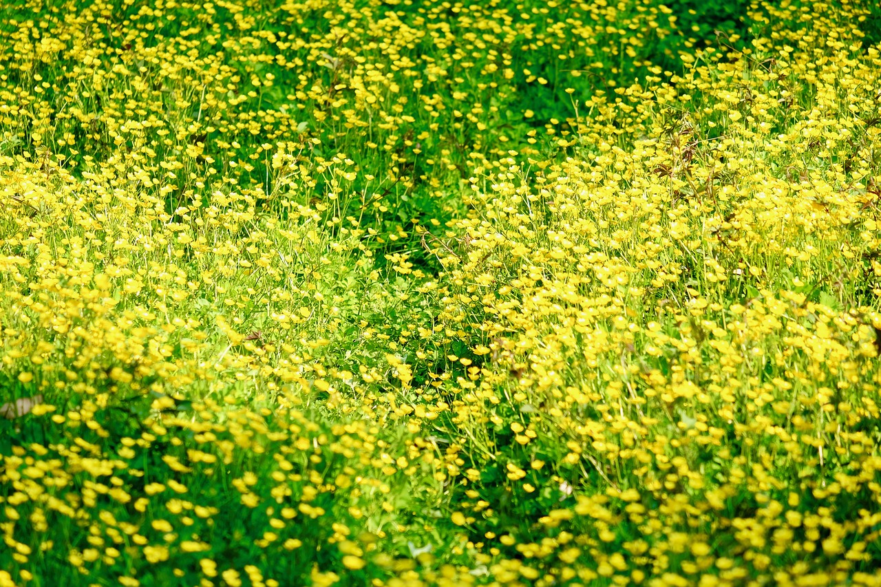 Yellow Flowers Spring Green Pixabay??????????????? Pixabay