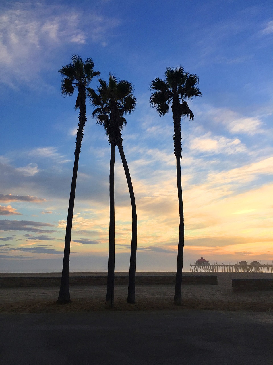 Palm Trees California Free photo on Pixabay Pixabay