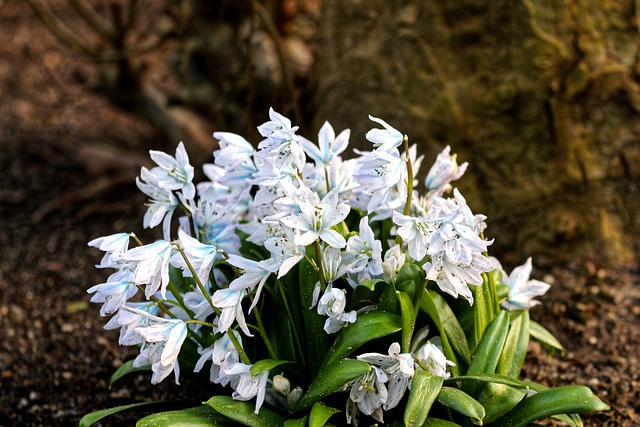 Free Flower Spring photo and picture