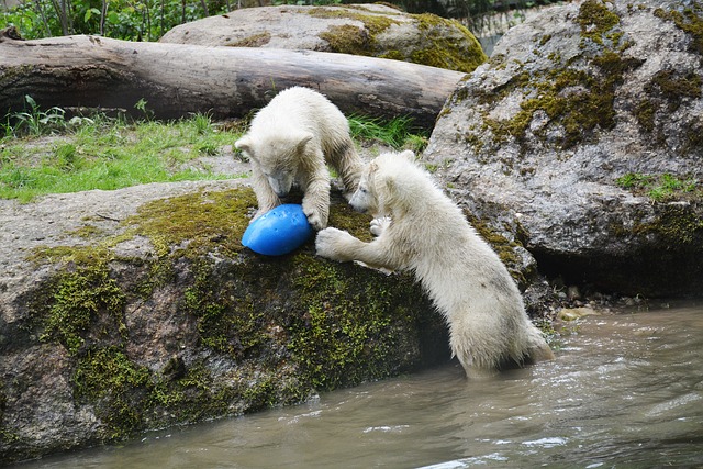 Free Polar Bears Polar Bear Cubs photo and picture