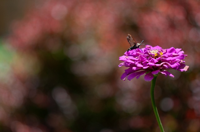 Free Bug Flower photo and picture