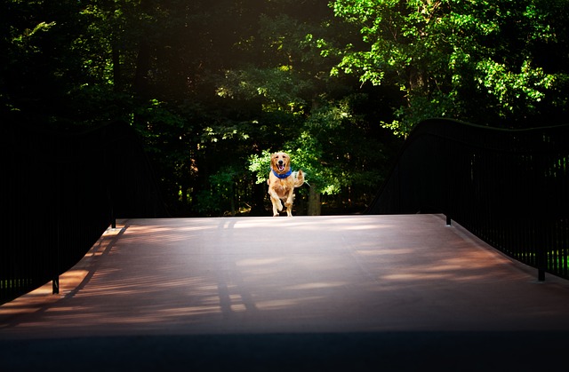 Free Dog Running photo and picture