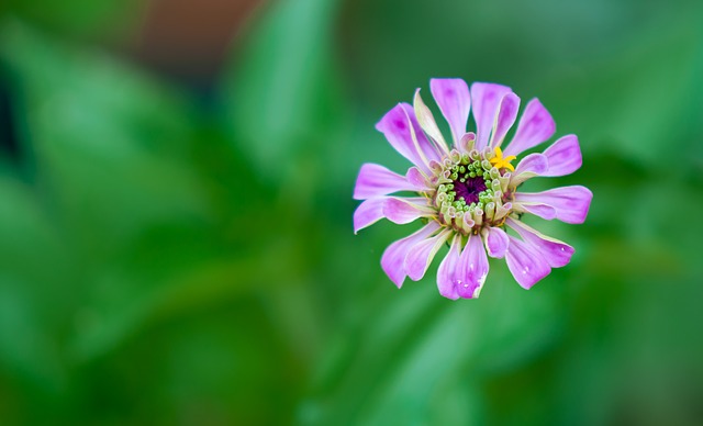Free Petals Love photo and picture