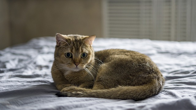 Free Cat Animal photo and picture