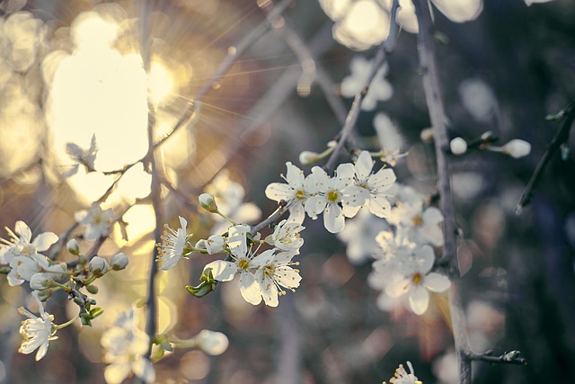 Free Flowers Bush photo and picture