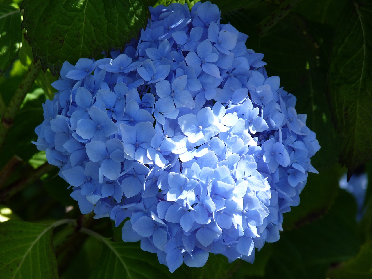 mophead, hydrangea, nature, garden, blue, bloom, summer, blue summer, blue garden, blue gardening
