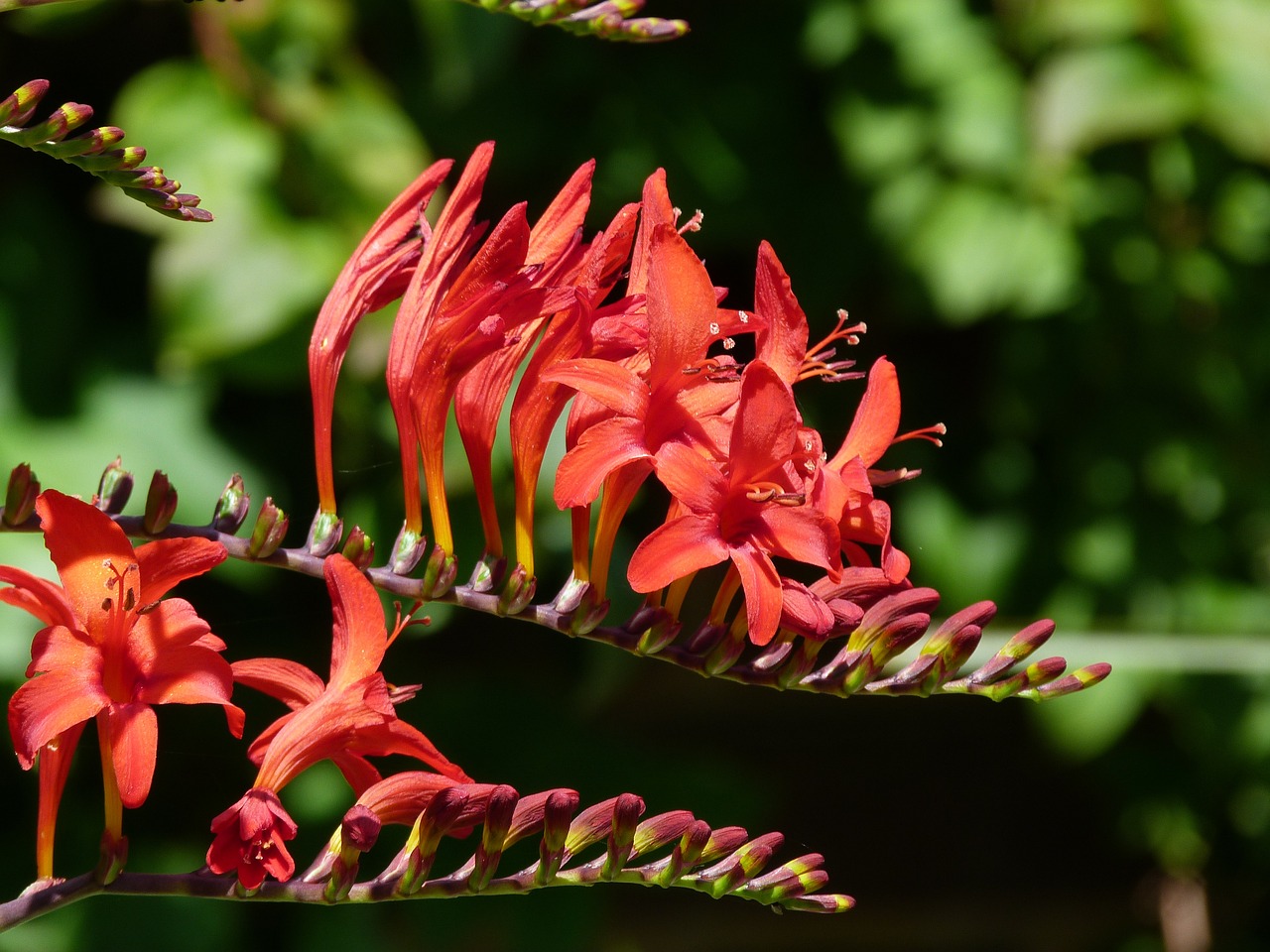 nature, beautiful flowers, flower background, flower, orange, flower wallpaper, summer, crocosmia, garden