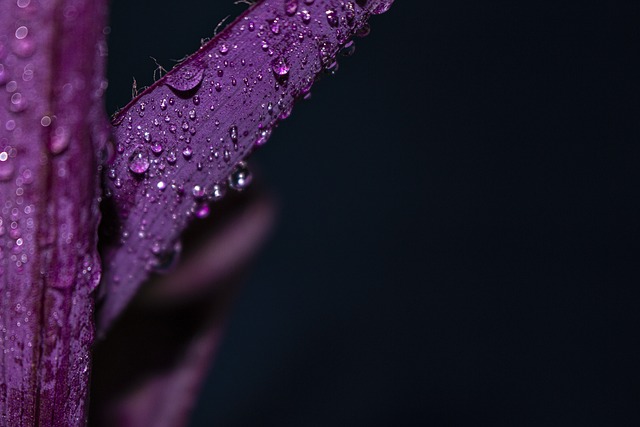 Free Flower Drops photo and picture