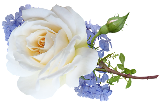 Free flowers white rose illustration