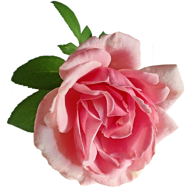 Free flower pink rose illustration