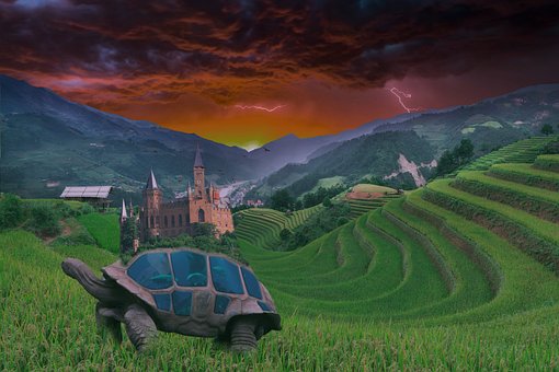 Reis, Felder, Schildkröte, Grün