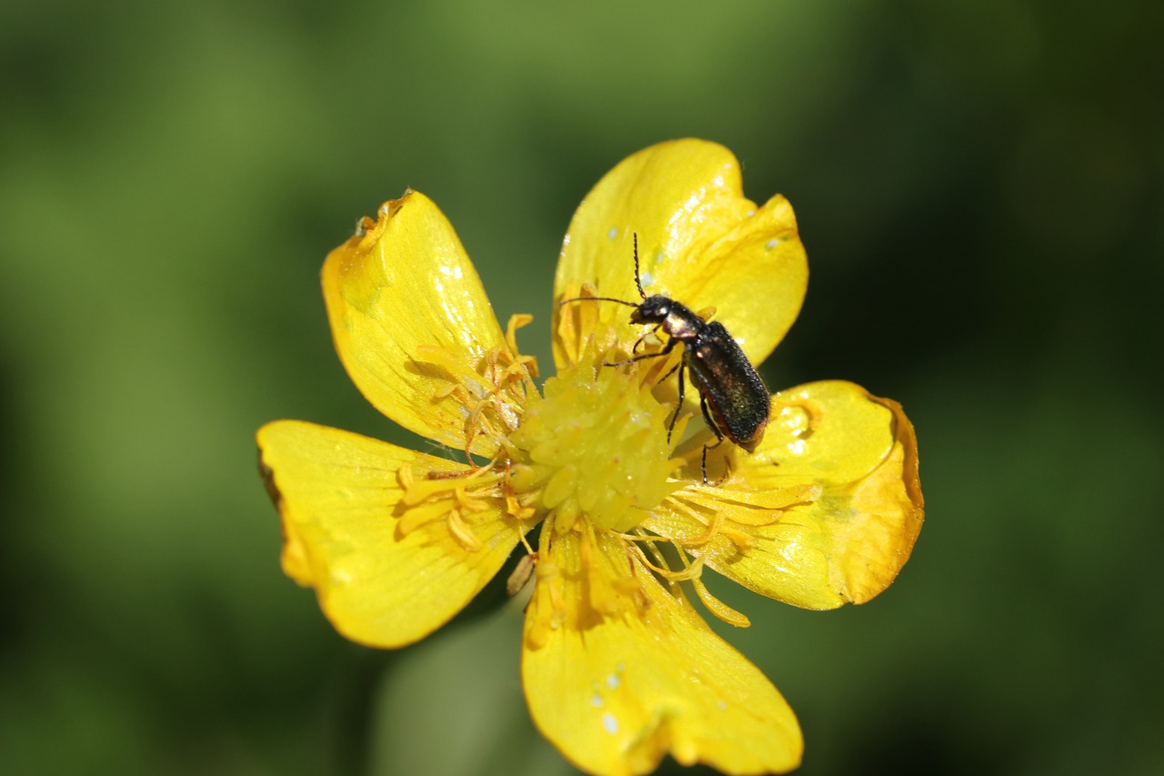 Butter Bee Insect Buttercup Beetle Insect - Free photo on Pixabay - Pixabay