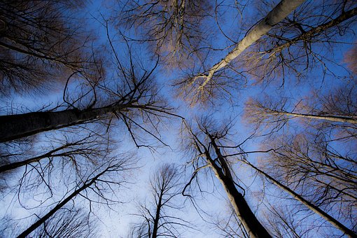 Baum, Himmel, Wolken, Ansicht, Oben