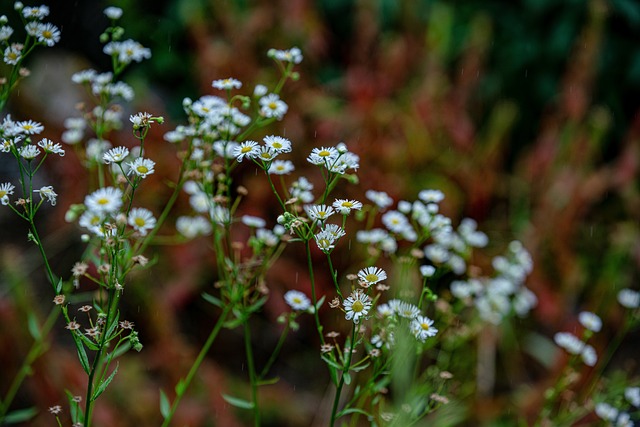 Free Wild Flower Korea photo and picture