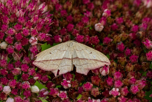 Natur, Ampfer Spanner, Schmetterling