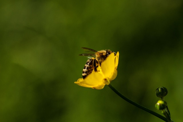 Natur, Biene, Blumentapete, Insekt