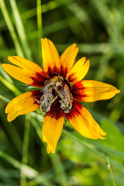 Natur, Bienen, Blumen Hintergrund